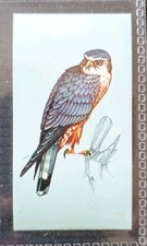 TETLEY (TEA CARD)-BRITISH BIRDS 1970-#19-MERLIN(MALE) 