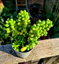 Sedum Hernandezii | Miniature