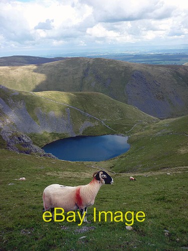 Photo 6x4 sheep above scales - sheep,