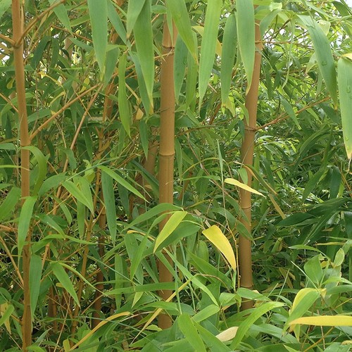 Bamboo plants yellow zig - yellow, zig-zag