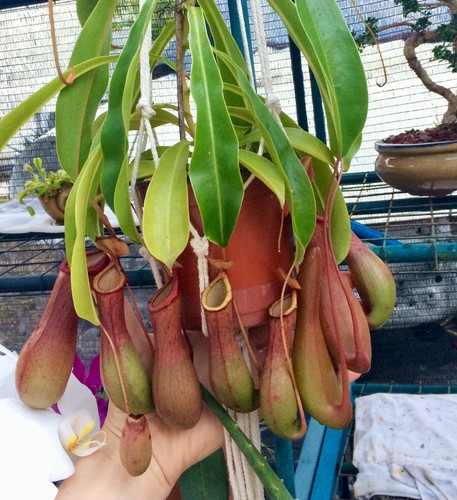 Nepenthes ventricosa pitcher - ventricosa,
