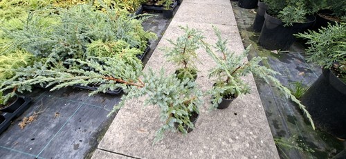 Juniper holger plant 9cm - –,