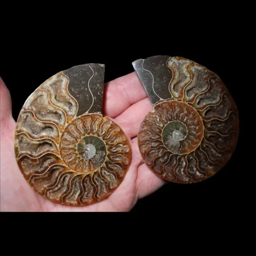 Ammonite sliced pair - ammonite,