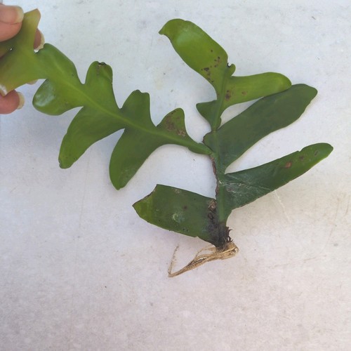 Fern leaf cactus ephiphylium - leaf, cactus,ephiphylium
