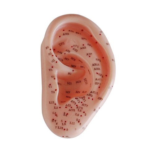 66fit ear acupuncture - ear, model
