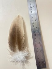 feather natural golden eagle