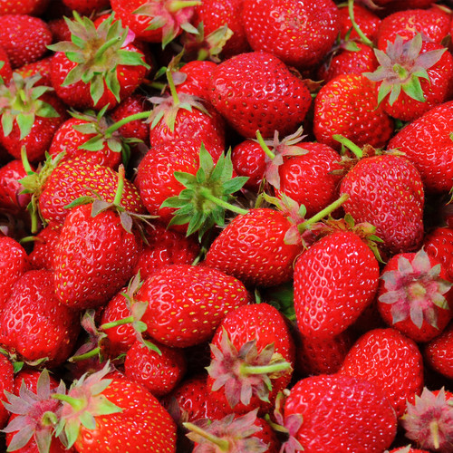 Strawberry elsanta bare root - strawberry,