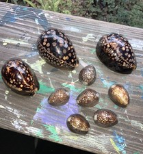 Cyprea tigris tiger cowry - 9,