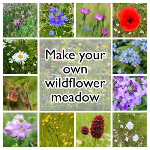 Make your own wildflower - own,
