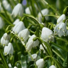 8x Leucojum Aestivum Bulbs