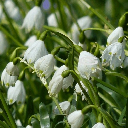 Leucojum aestivum bulbs - leucojum,