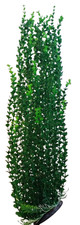 Jumbo Bushy Aquarium or Pond