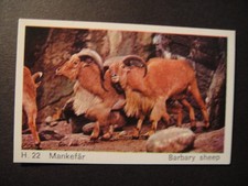 DANDY GUM WILD ANIMALS DANISH