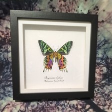 Madagascan sunset moth