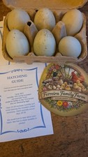 6 call duck hatching eggs from
