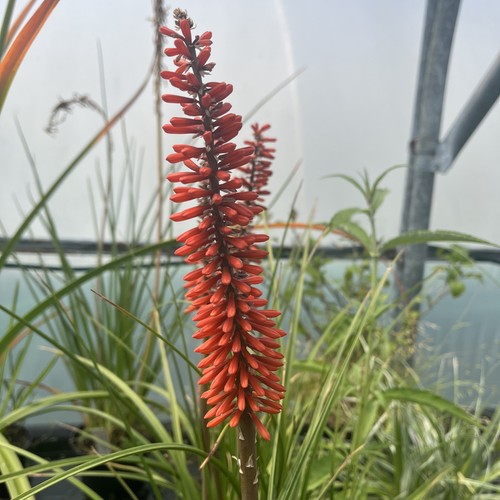 Kniphofia galpinii galpin - galpinii,