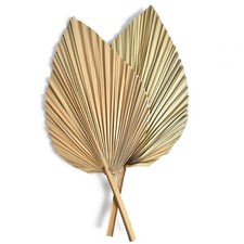 Mini Dried Palm Fan Leaves