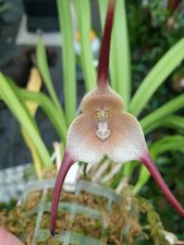 Rare Dracula navarroorum