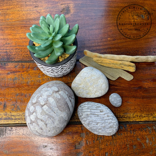 Beach plant rock fossils - beach,