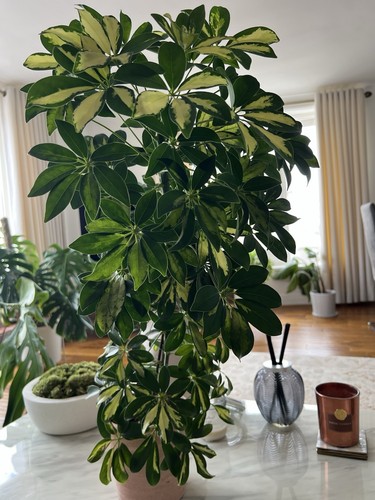 Schefflera arboricola gold - schefflera,