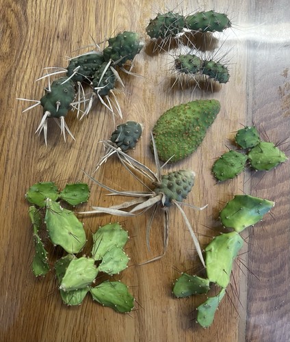 Selection opuntia and - selection, of