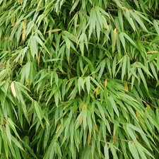 Fargesia gansu umbrella bamboo - fargesia,