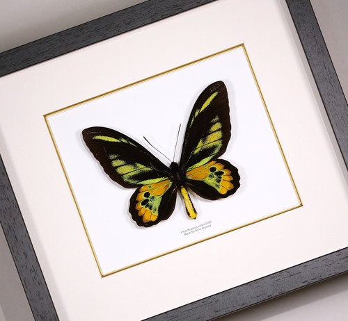 Real framed butterfly