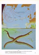 Yellow and Silver Eel Elvers Leptocephalus Larvae Fish Print Picture OBOV#87