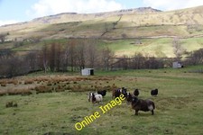Photo 12x8 Zwartbles sheep in Mallerstang Outhgill The Nab towers behind,  c2013