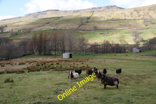 Photo 12x8 zwartbles sheep - zwartbles, in