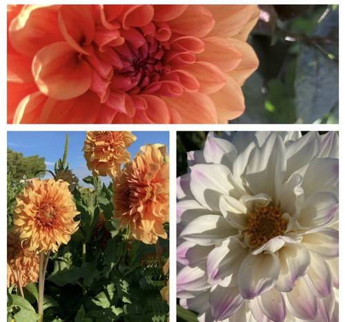 Ten mixed dahlia - dahlia, (giant