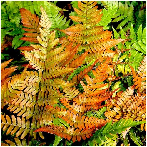 Dryopteris copper shield fern - copper,