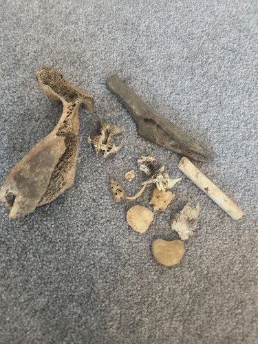 Bone joblot rabbit rat sheep - joblot,
