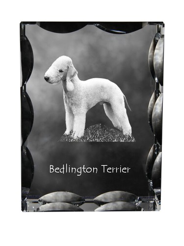 Bedlington terrier rothbury - terrier,,