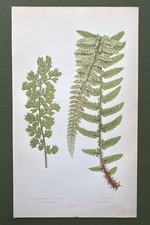 Antique 1857 Polystichum