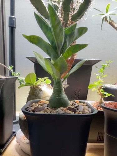 Rare live house plant - live,