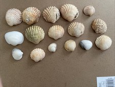 Natural cockle seashell - natural,