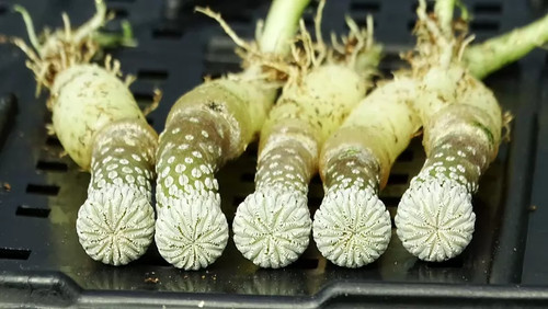 Four years seedgrowth - four,