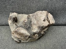 Ichthyosaur Vertebra Bone +