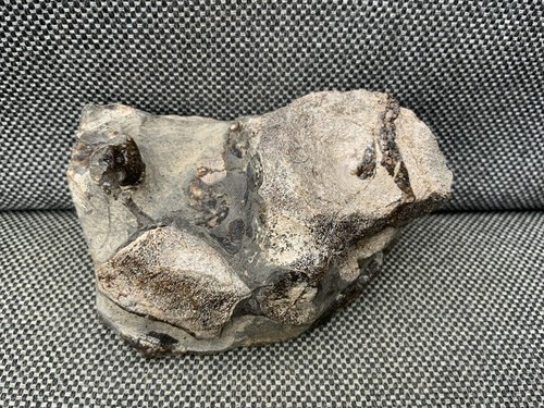 Ichthyosaur vertebra bone - vertebra, +