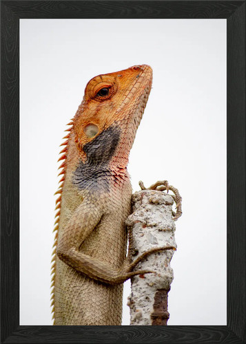 Lizard stone framed wall - stone,