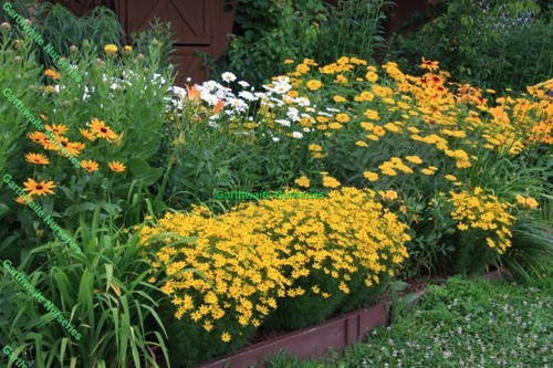 Potted litre coreopsis early - potted, 1