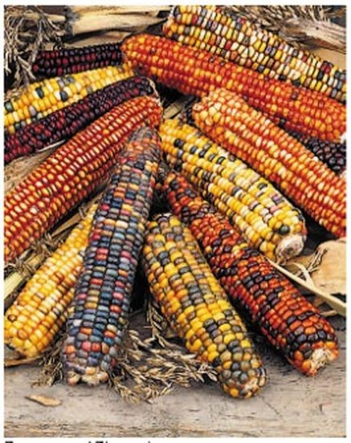Sweetcorn - (indian, corn)