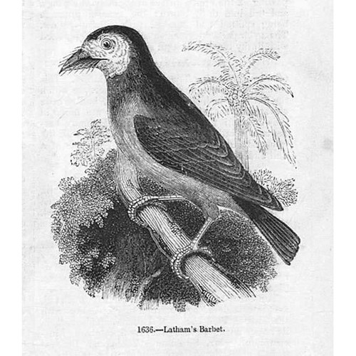 Birds latham barbet - birds, latham's