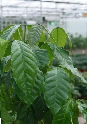 Coffee plant coffea - plant, arabica