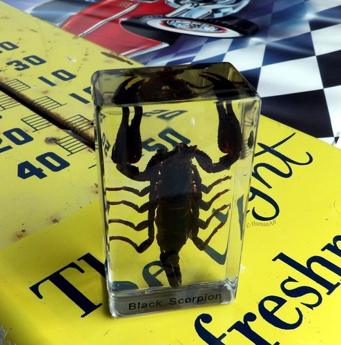 Real insect paperweight - insect,