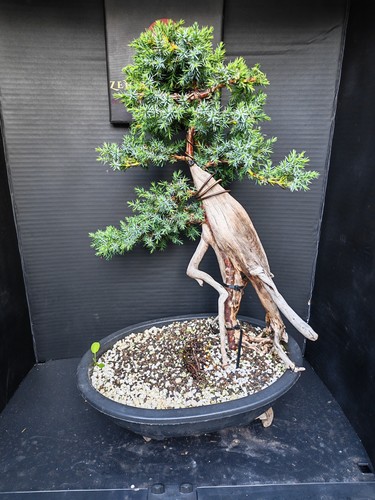 Tanuki needle juniper bonsai - needle,
