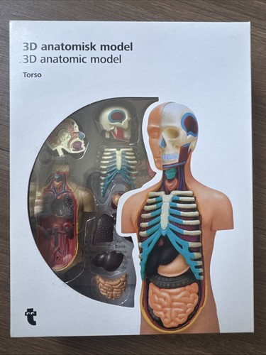 Anatomisk models torso new - anatomisk,
