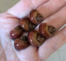 3 Plus 3 Magenta Mystery