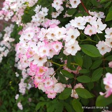 Ballerina - Shrub Rose/Old English FREE NATIONWIDE DELIVERY